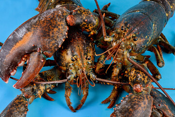 Two friendly lobsters on blue background.