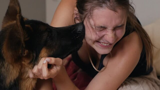 Happy woman playing with her german shepherd dog on sofa at home in living room