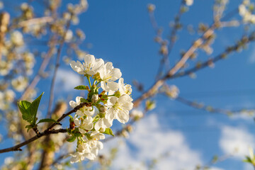 White cherry flowers bloom in spring on the tree.
