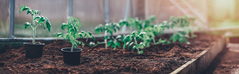 tomato seedlings growing in the soil at greenhouse