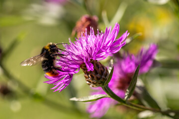 Männliche Steinhummel saugt Nektar auf einer Wiesenflockenblume