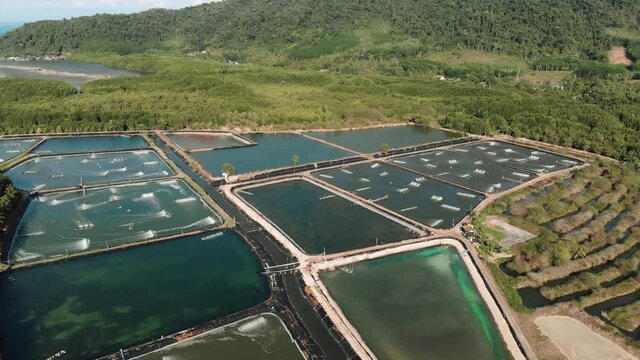 Aerial view of shrimp farm and prawn farming with aerator pump oxygenation water