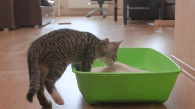 Small gray kittens examine green plastic cat litter box with clay litter on floor