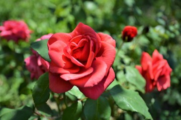 Red rose