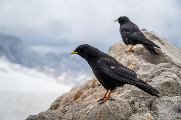 Nahaufnahme einer Alpendohle