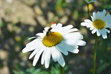 Fototapeta premium A chamomile flower and a honey bee