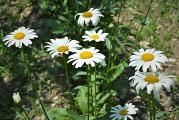 Snow-white daisies