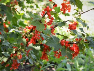 Red currant Bush