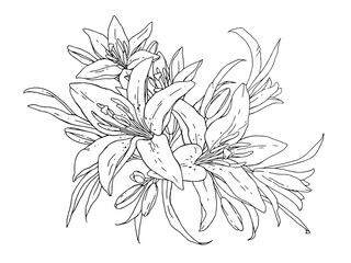 Lilies flowers monochrome vector illustration. Beautiful draw of tiger lilly isolated on white background. Element for design of greeting cards and invitations - obrazy, fototapety, plakaty