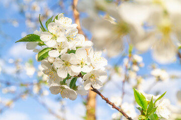 White cherry flowers bloom in spring on the tree. Spring flowers against the blue sky. Abundant beautiful flowering trees on a Sunny day.
