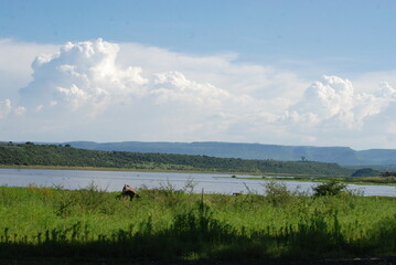 landscape with cows and clouds