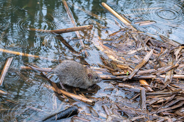 Brown rat, Rattus norvegicus, foraging amongst undergrowth