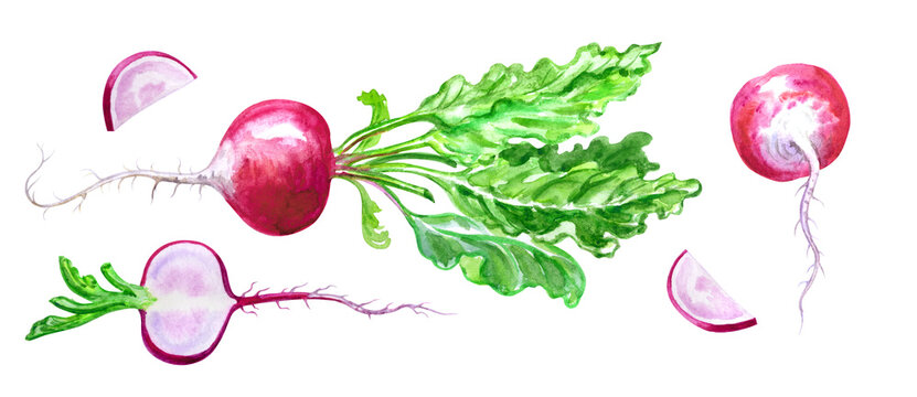 Red radish, set, watercolor drawing on white background, isolated, illustration for books, print for fabric and household items.