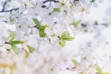 A cherry blossoms composed of aggregates that grow on the thinnest branches of cherry blossom's tree.