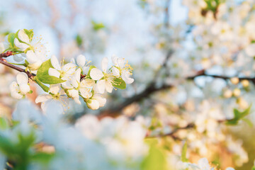 Spring background of white cherry blossoms on tree branches.