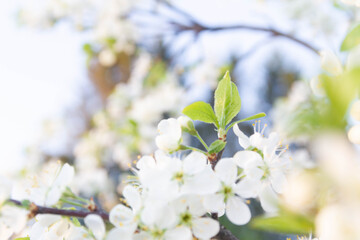 Spring background of white cherry blossoms on tree branches.