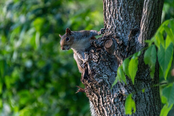 Obraz premium squirrel on a tree