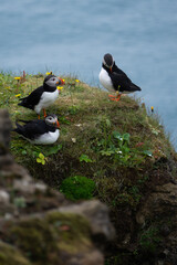 The incredibly beautiful atlantic puffin - Iceland´s most iconic bird. 