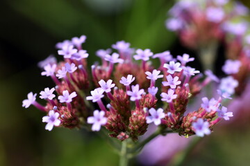 Nahaufnahme von Eisenkraut-Blüten