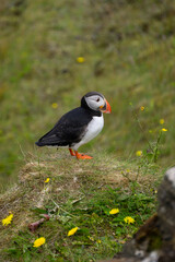 The incredibly beautiful atlantic puffin - Iceland´s most iconic bird. 