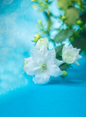 Fototapeta na wymiar White bells, bellflower patula, flowers. Campanula. Beautiful bokeh background.