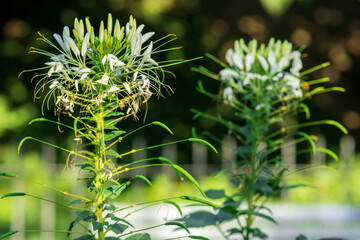 Cleome Spinosa or also White Spider flower in garden or park, early morning in the summer.