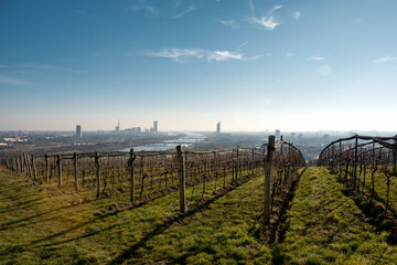 Fototapeta na wymiar Weinbau bei Wien
