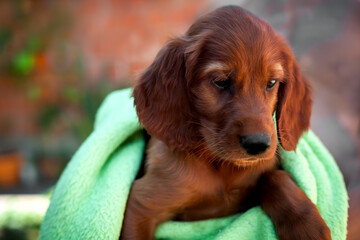 portrait of a young Irish setter