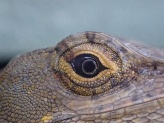 Closeup of brown anole's eye