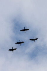 Fototapeta na wymiar Four Cormorants fly through the air. In the background is a blue sky.