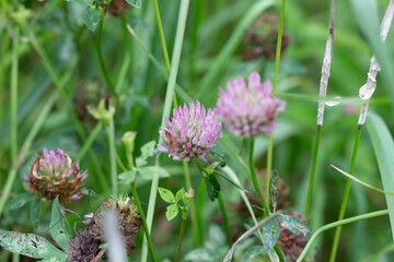 Blooming red clower plant in green grass