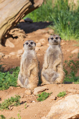 Meerkat - Suricata suricatta standing on a stone guarding the surroundings in sunny weather. Photo has nice bokeh.