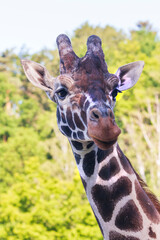 Fototapeta premium Rothschild's Giraffe - Giraffa camelopardalis rothschildi - head portrait. The background is blurred with a photo style and the photo has a nice bokeh.
