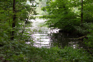 river bank in the forest in summer day with green trees and grass