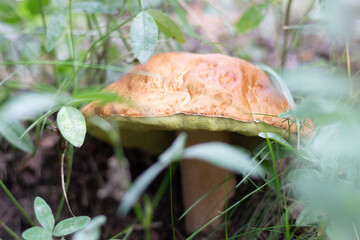White mushroom cep groing in grass in forest