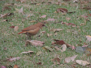 Obraz premium joão de barro no jardim