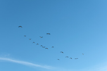 Birds in Flight on a Clear Day