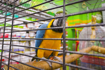 A Parrot Sits On A Pole In A Cage. Photo With Soft Focus..