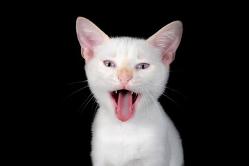 Funny Portrait of Happy Smiling Cat Gazing with opened Mouth and big eyes on Isolated Black Background