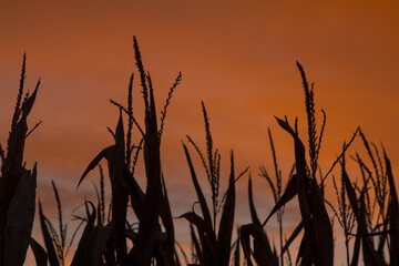 Corn stalks in a farm field at dusk