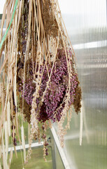 bouquet of  multicolored dried flowers hanging in greenhouse