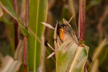 Close up of an ear of corn in a farm field