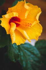 Close up picture of yellow hibiscus flower with water drops and green leaves on the background. Flower after rainy day in the garden. Macro photography with petals and bright flower.