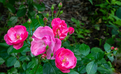 Beautiful fresh roses in the Park. A large rose inflorescence on a Garden Bush. flowers for postcards and projects