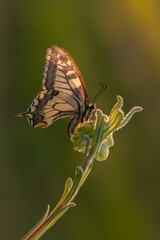 Wonderful butterfly Papilio machaon on the flower spread its wings on a summer day