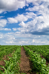 Fototapeta na wymiar In developing corn (maize) plant (Zea mays) field
