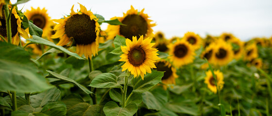 Sunflowers on a sunny day