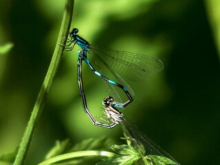 Close-up of dragonflies on a green background.