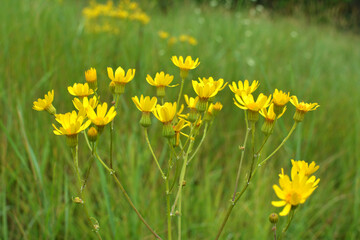 Obraz premium Senecio blooms in the wild