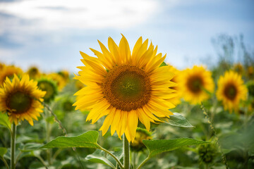 Obraz premium Young sunflower field during a cloudy day